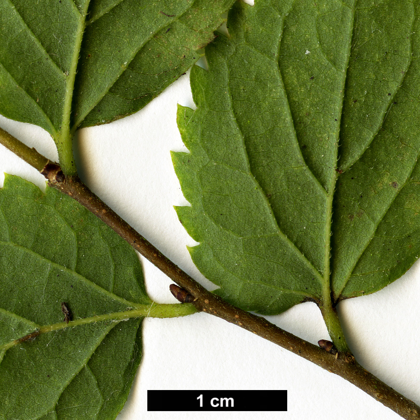 High resolution image: Family: Cannabaceae - Genus: Celtis - Taxon: tournefortii - SpeciesSub: var. tournefortii